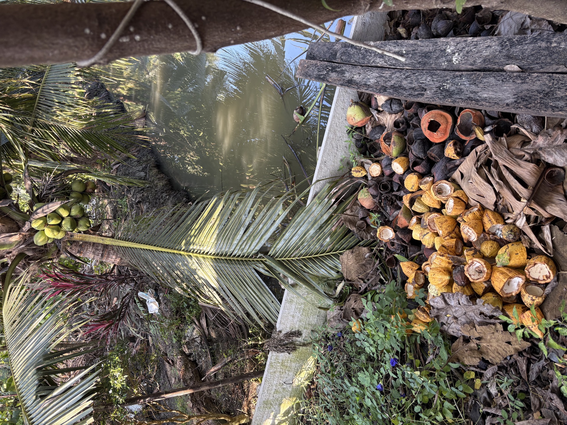 Cacao pod waste processing